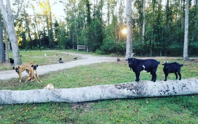 jenelle animals